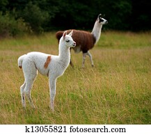 Baby llama Baby llama