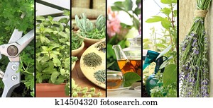 Banners of fresh herbs on balcony garden Banners of fresh herbs on balcony garden