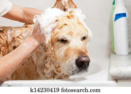 Bathroom to a dog Bathroom to a dog