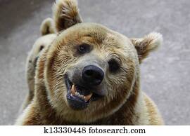 Bear Bear