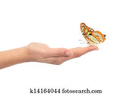 Beautiful butterfly on a woman hand