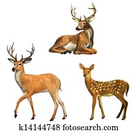 Beautiful deer with big horns. Baby deer. Isolated on white Beautiful deer with big horns. Baby deer. Isolated on white