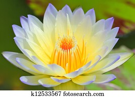 Beautiful lotus background Beautiful lotus background