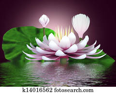 Beautiful lotus flower Beautiful lotus flower