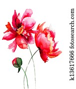 Beautiful Peony flower Beautiful Peony flower