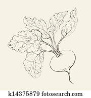 Beet root. Beet root.