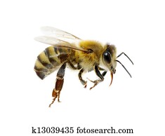 biene biene