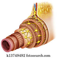 biologia, nascimento, célula, desenvolvimento, adn
