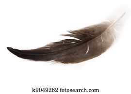 bird feather