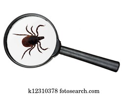 Black legged deer tick as found on cats and dogs Black legged deer tick as found on cats and dogs