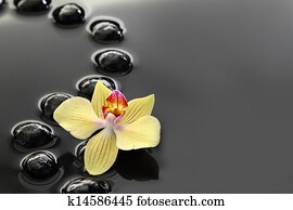 Black Zen stones and orchid on calm water background 