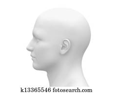 Blank head - side view
