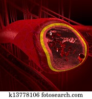 blood arteries blood arteries