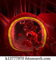 blood arteries blood arteries