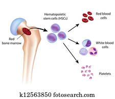 Blood cell formation, eps10 Blood cell formation, eps10