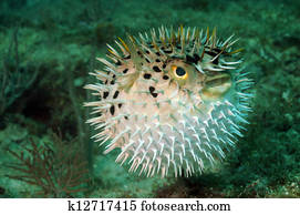 Blowfish or puffer fish in ocean Blowfish or puffer fish in ocean