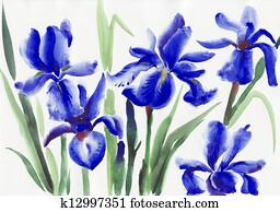 Blue irises Blue irises