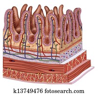 Bowel wall Bowel wall