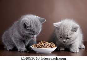 Bowl of cat food and two kittens Bowl of cat food and two kittens