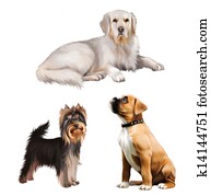 boxer puppy. golden retriever laying, Yorkshire Terrier. Isolated on white boxer puppy. golden retriever laying, Yorkshire Terrier. Isolated on white