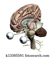 Brain parts Brain parts
