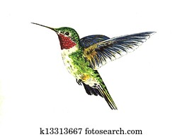 Broad Tailed Hummingbird Broad Tailed Hummingbird