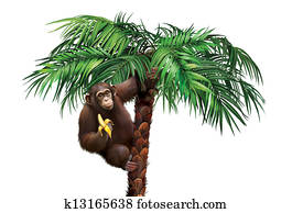 Brown monkey on palm tree. Chimpanzee palm eating a banana.