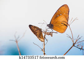 butterfly butterfly