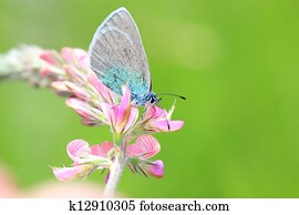 butterfly butterfly