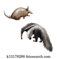 bältdjur, och, jättelik myrslok, isolerat, illustration, vita, bakgrund.