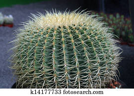 Cactus Cactus