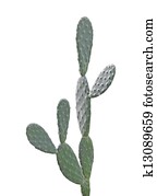 Cactus Cactus