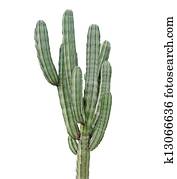 Cactus Cactus