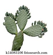 Cactus Cactus