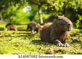 capivara, relaxado, (Hydrochoerus, hydrochaeris)