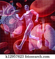 Cardiovascular System Cardiovascular System