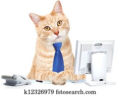 Cat in the office. Cat in the office.