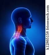 Cervical spine lateral view Cervical spine lateral view