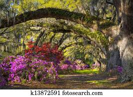 charleston, sc, primavera, flor, azaléia, flores, carolina sul, plantação, jardim, sob, viver, carvalhos, e, musgo espanhol