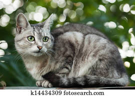 Chat Gris Photos 1000 Chat Gris Images Fotosearch