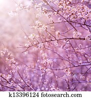 Cherry tree blossom