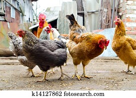 chicken on a farm chicken on a farm