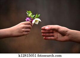 child's hand giving flowers to his father child's hand giving flowers to his father
