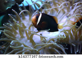 clown Fish