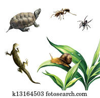 Coahuilan Box Turtle (Terrapene Coahuila), ant, spider, newt and snail on plants. Coahuilan Box Turtle (Terrapene Coahuila), ant, spider, newt and snail on plants.