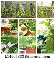 Collage of fresh herbs on balcony garden Collage of fresh herbs on balcony garden