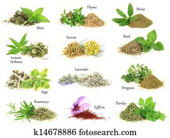 Collection of fresh and dry aromatic herbs Collection of fresh and dry aromatic herbs