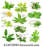 Collection of fresh aromatic herbs Collection of fresh aromatic herbs