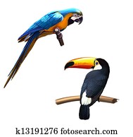 Colorful blue parrot macaw, toucan