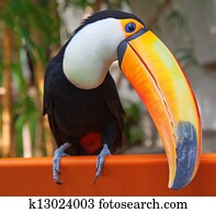Colorful tucan